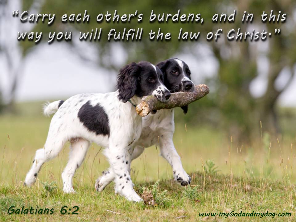 Bible verse photos - my God & my dog (Hamish)